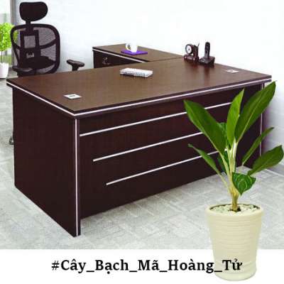 cây bạch mã hoàng tử