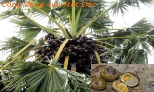 hạt đác có tác dụng gì